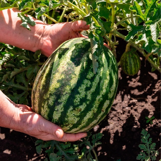 2020 cocomeri perù Cocomeri coltivati a La Molina in Perù con uno studio dell'Università con Kyminasi Plants