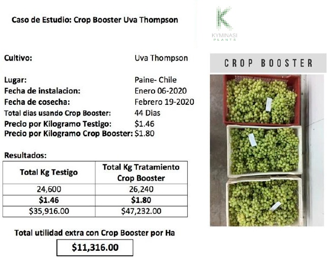 Tabella dei valori ottenuti su coltivazione di uva Thompson in Perù con Kyminasi Plants