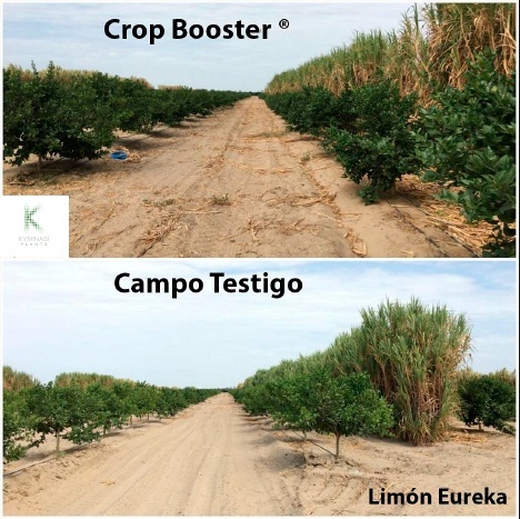 2020 limoni perù caso studio su limoni coltivati in Perù con Kyminasi Plants