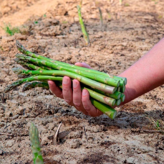 coltivazione di asparagi con Kyminasi Plants aumento della produzione del 49 percento