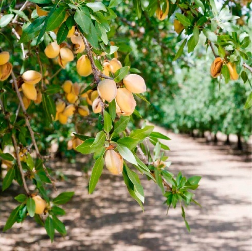 2021 mandorleto perù Kyminasi Plants migliora la permeabilità del terreno - caso studio in Perù in una piantagione di mandorli