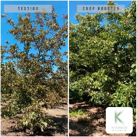 2021 noci perù noci coltivate in Perù con la tecnologia Kyminasi Plants Crop Booster