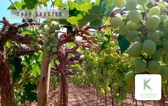 coltivazione di uva in Perù con Kyminasi Plants