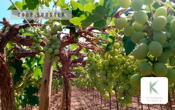 2021 uva perù coltivazione di uva in Perù con Kyminasi Plants