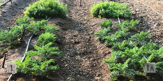 CAVOLI KYMINASI PLANTS cavoli coltivati con tecnologia Kyminasi Plants hanno avuto una resa del 25% superiore alle piante di controllo