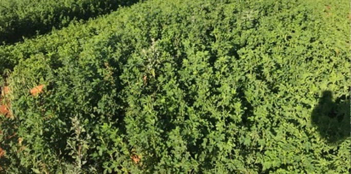 ERBA MEDICA KYMINASI PLANTS Erba medica coltivata con Kyminasi Plants ha prodotto il 20% di resa in più rispetto alle colture di controllo
