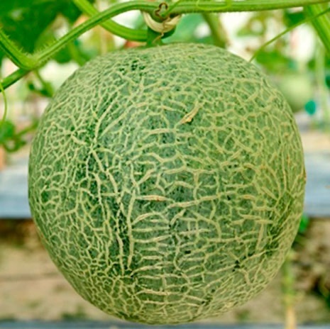 coltivazioni di meloni in Brasile con Kyminasi Plants
