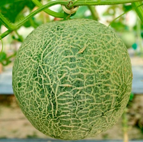 meloni brasile coltivazioni di meloni in Brasile con Kyminasi Plants