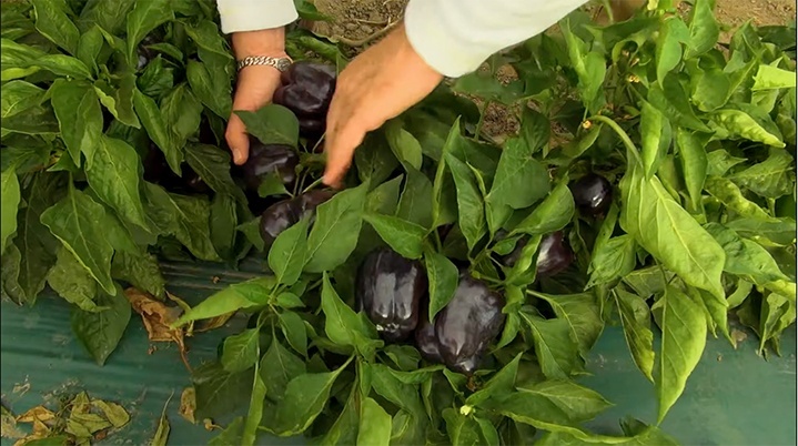 Kyminasi Plants per la coltivazione dei peperoni: 17 peperoni su una pianta