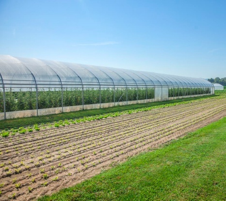resistenza ai pesticidi Kyminasi Plants l'utilizzo di Kyminasi Plants ha consente coltivazioni senza uso di pesticidi