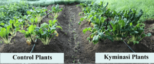 spinaci coltivati con Kyminasi Plants