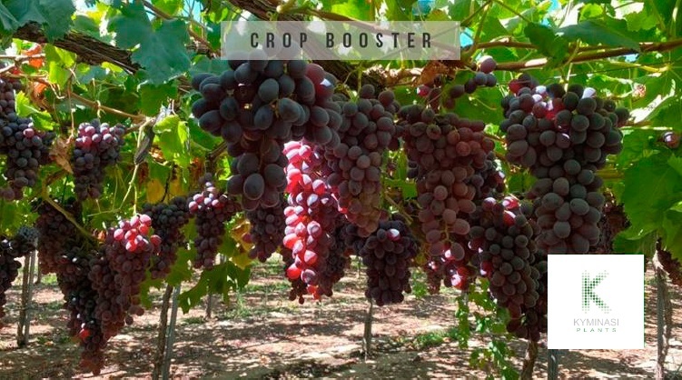 uva Scarlotta Perù coltivata con Kyminasi Plants record di produzione di uva Carlotta in Perù grazie alla tecnologia Kyminasi Plants