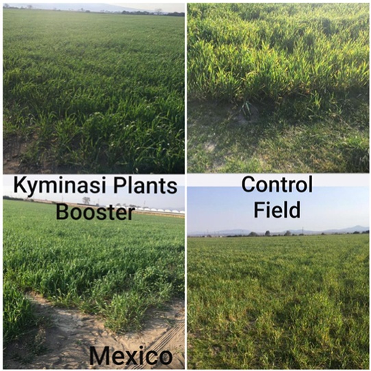caso di studio di Kyminasi Plants su coltivazione di grano